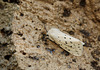 White Ermine