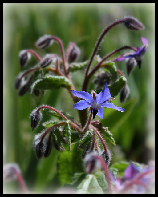 Bourrache (3)