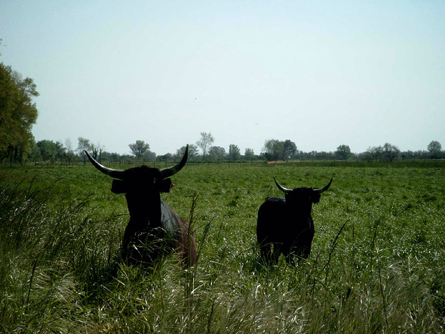 Sur une  route de Camargue