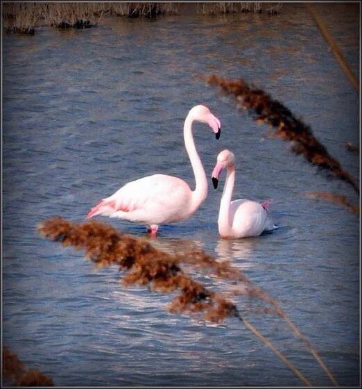 Duo camarguais