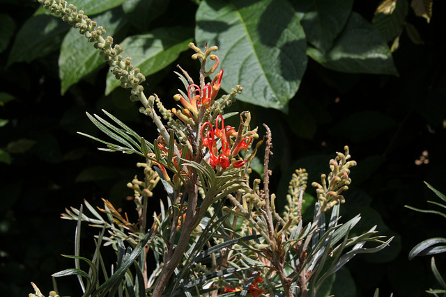 Quand l'avare rêve- Grevillea  (4)