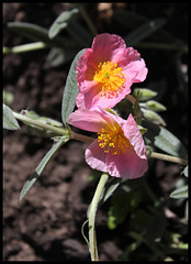 Helianthemum (2) Helianthemum (2)