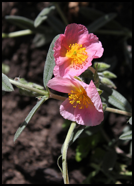 Helianthemum  (2)