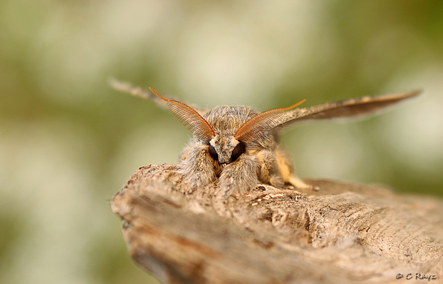 Lobster Moth Face