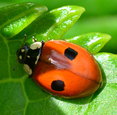 Adalia 2-Punctata. 2-Spot Ladybird