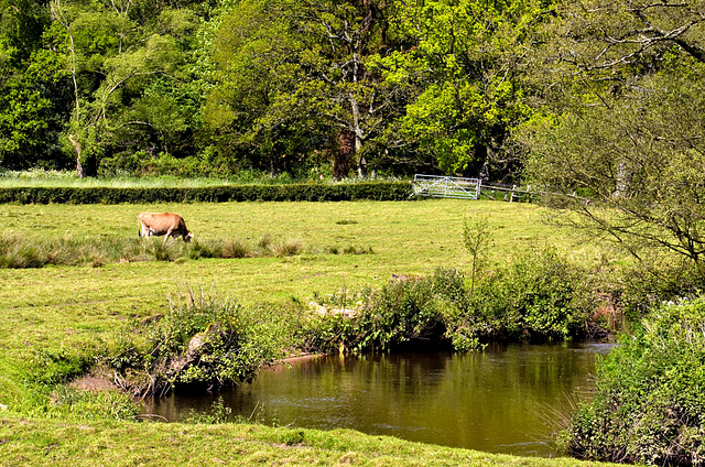Pastoral scene by the river Wey