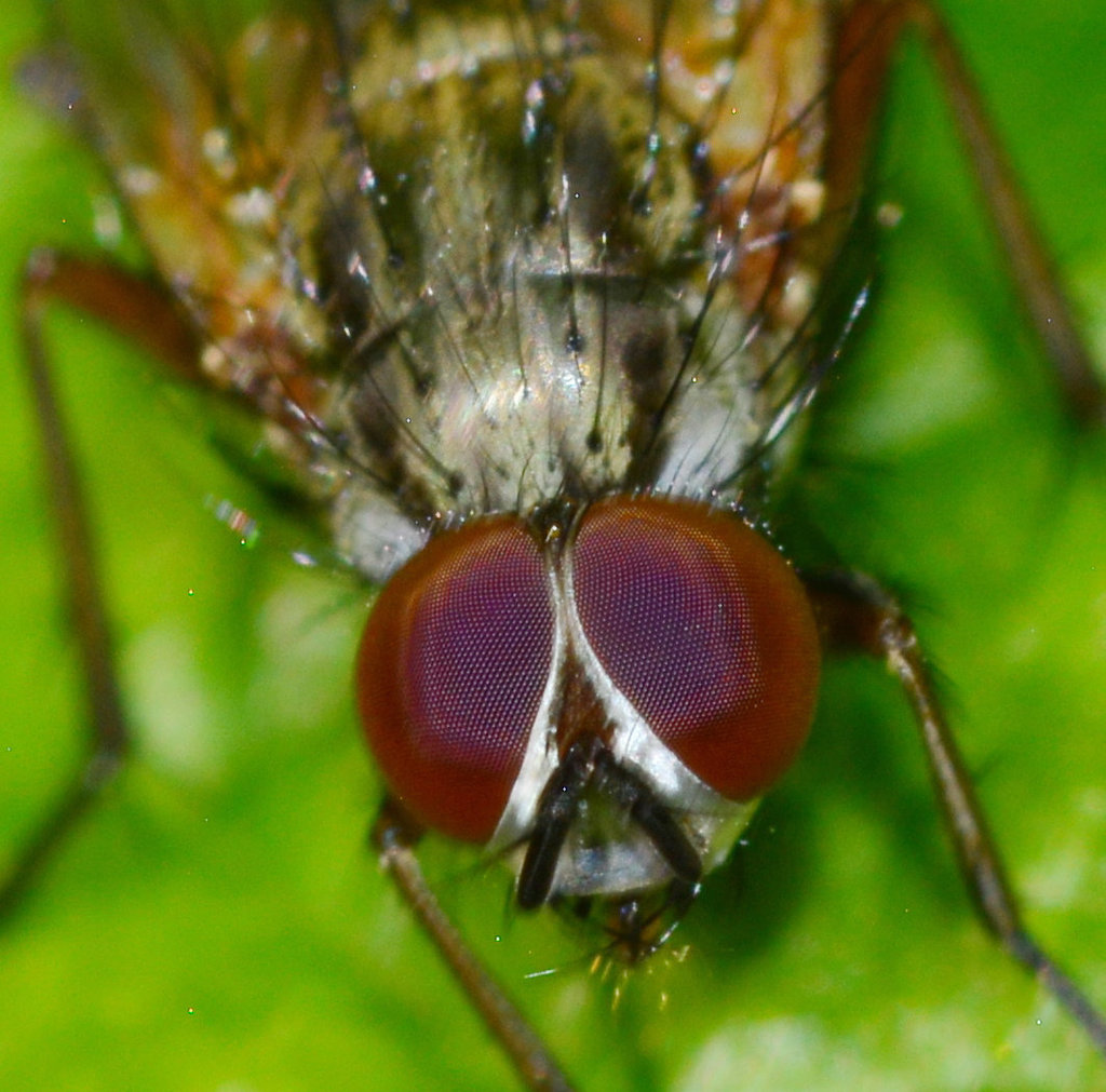 Flies eyes!!
