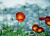 Poppies