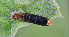 Parasitised Larva