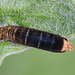 Parasitised Larva