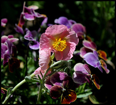 Helianthemum  (5)