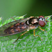 Hoverfly