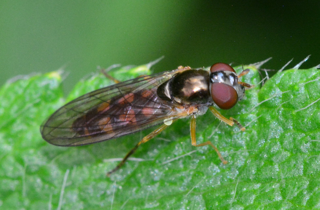 Hoverfly