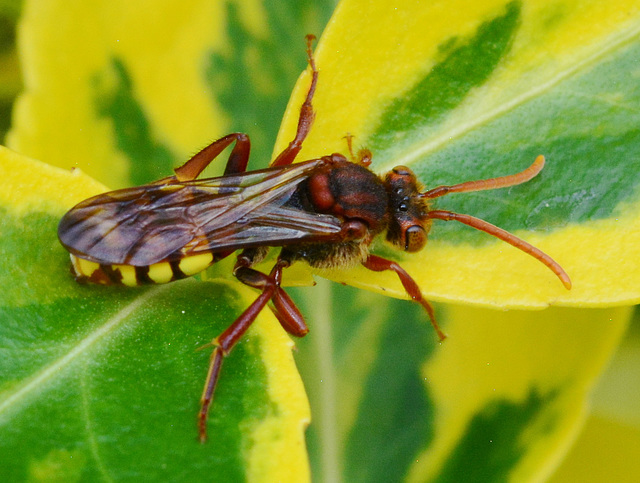 Nomada Bee