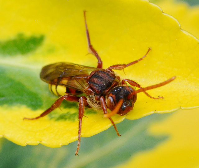 Nomada Bee