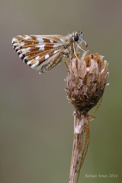 Grizzled Skipper Butterfly