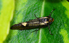 Micro Moth