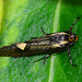 Micro Moth