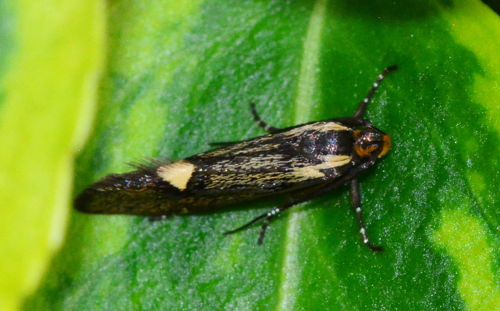Micro Moth