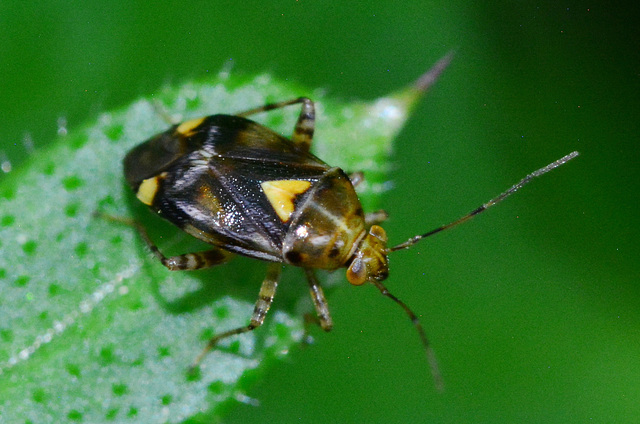 Liocoris Tripustulatus