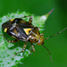 Liocoris Tripustulatus