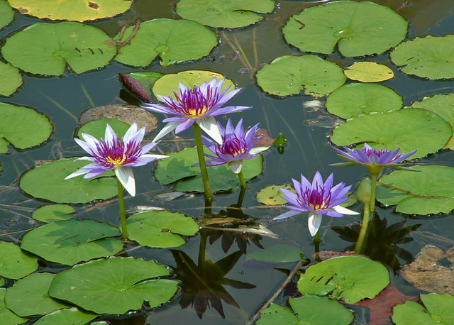 Waterlilies