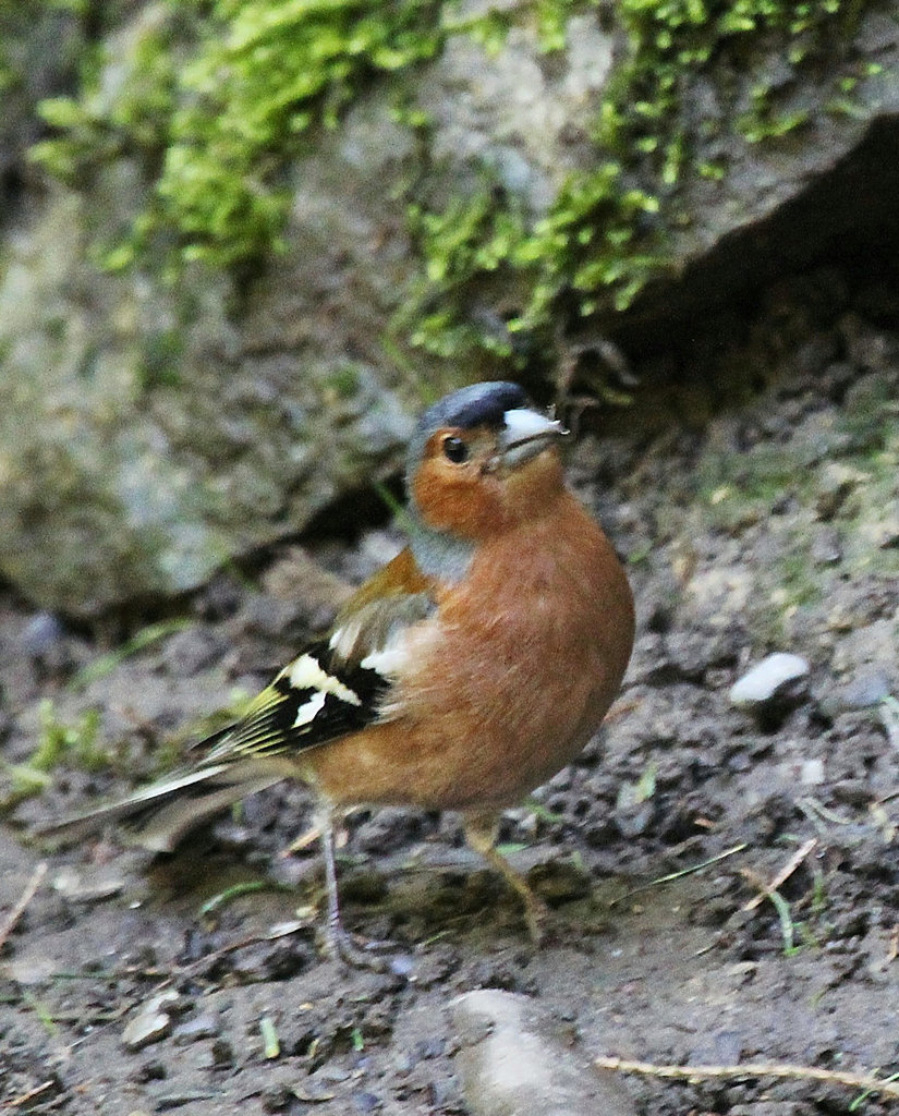 Buchfink