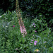 La balance-Eremurus