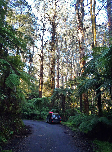 Tarra Bulga day trip