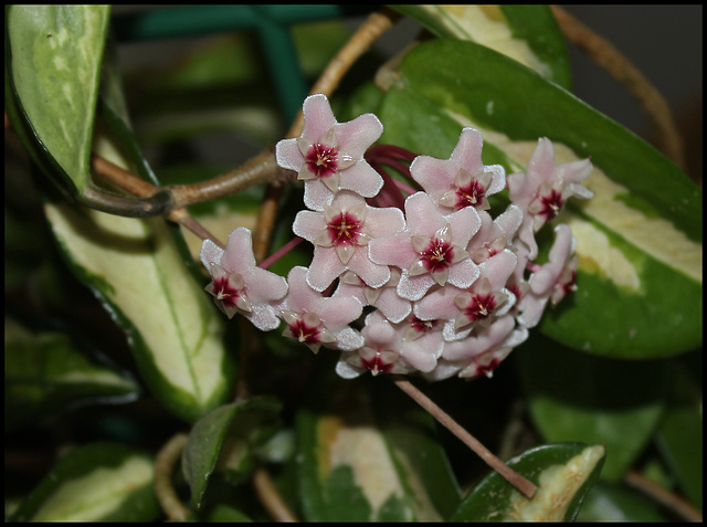 Hoya carnosa (2)