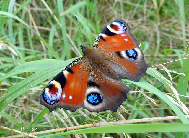 Peacock (Inachis io)