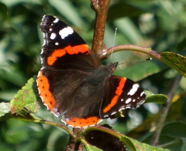 Red Admiral Vanessa atalanta Family Nymphalidae