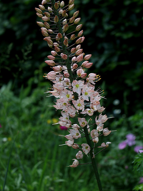 La balance-Eremurus (2)