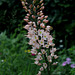 La balance-Eremurus (2)