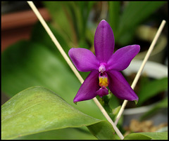 Phalaenopsis violacea (2)