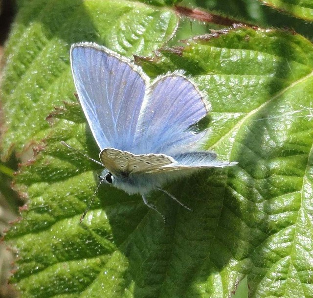 Common Blue Polyommatus icarus male