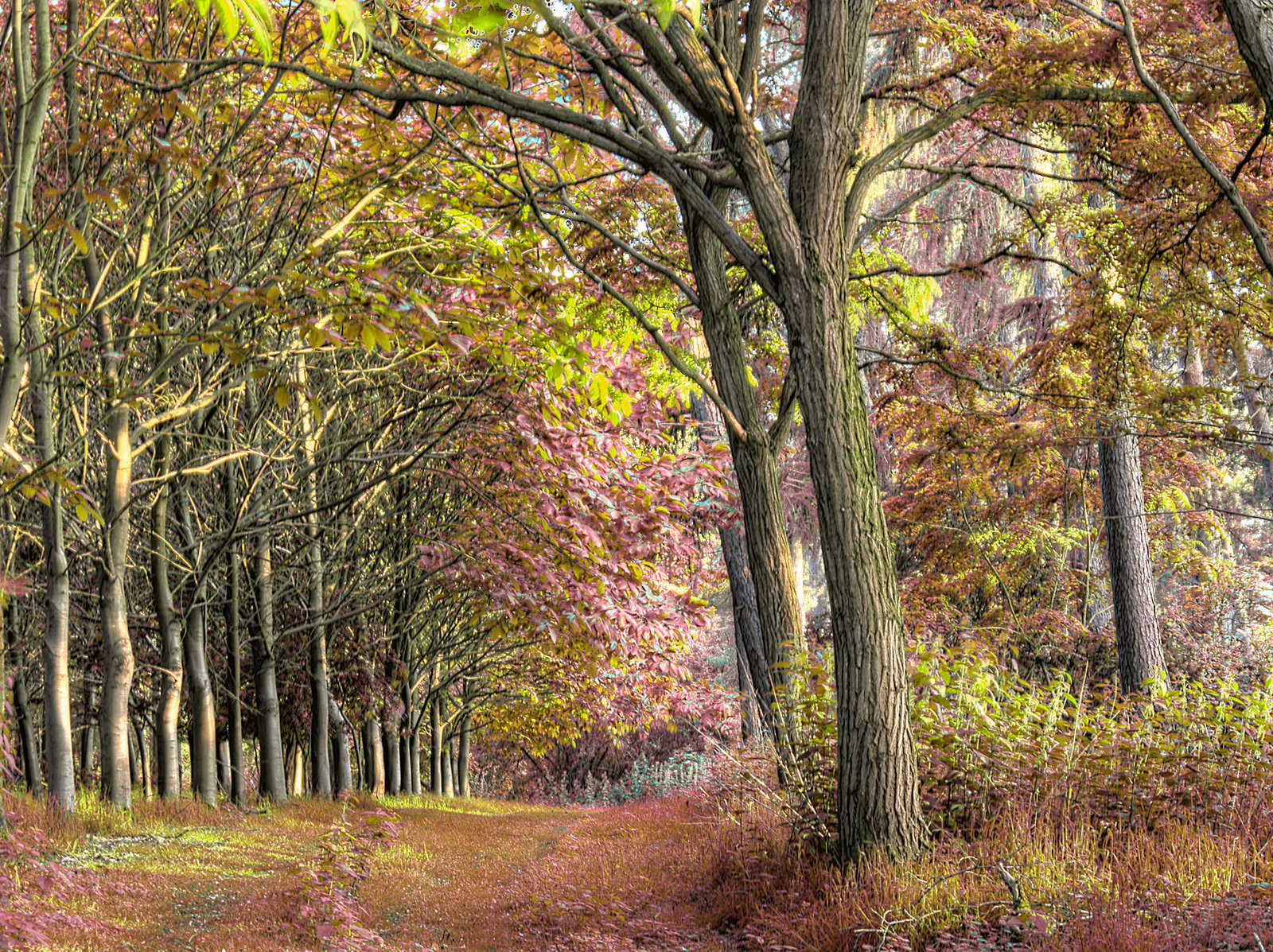 Woodland Path