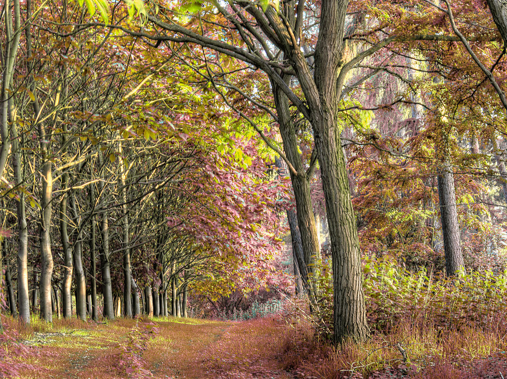 Woodland Path