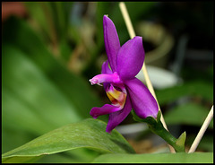 Phalaenopsis violacea (3)