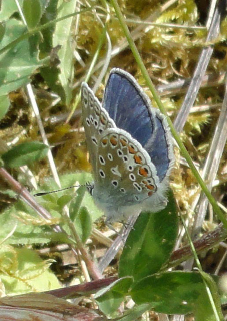 Common Blue Common Blue Lepidoptera : Family Lycaenidae: Subfamily Lycaeninae : Genus Polyommatus: Species icarus: Male