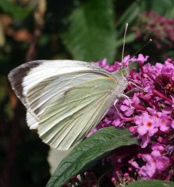 Large White Pieris brassicae - not sure if it is male or female