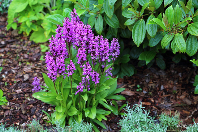 Carestown Steading Garden