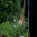 La balance-Eremurus (3)