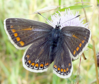 Common Blue Lepidoptera : Family Lycaenidae: Subfamily Lycaeninae : Genus Polyommatus: Species icarus: Female