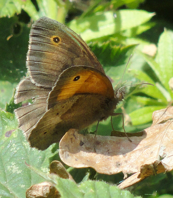 Meadow Brown (Maniola jurtin) - Male