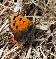 Small Copper Lycaena phlaeas Family Lycaenidae