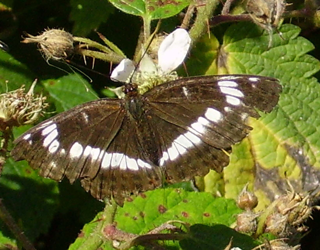 White Admiral Lepidoptera : Family Nymphalidae: Subfamily Limenitinae : Genus Limenitis: Species camilla: