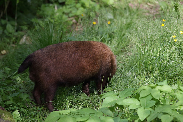 Waldhund guckt weg (Wilhelma)