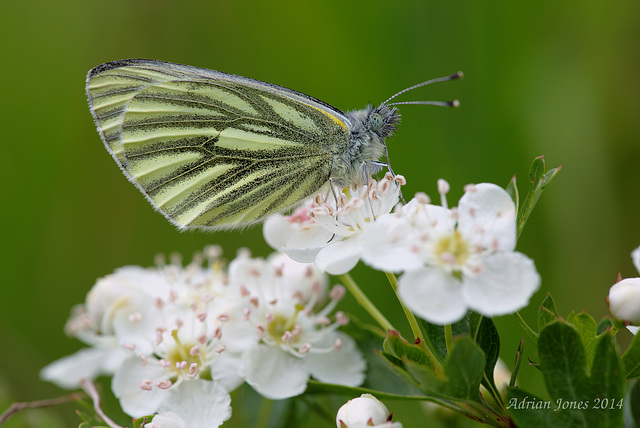 Green Veined White Butterfly