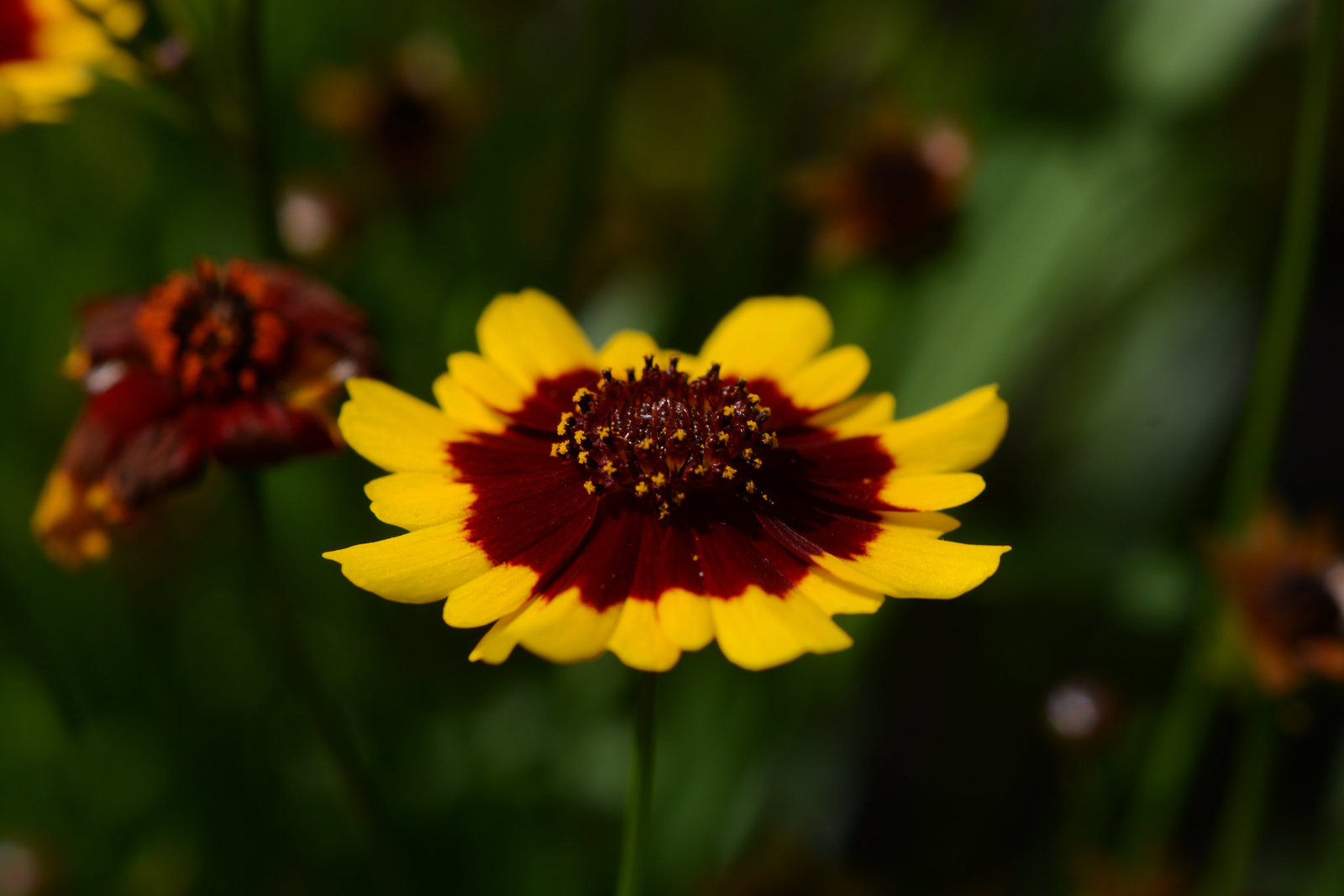 Suinday morning flower